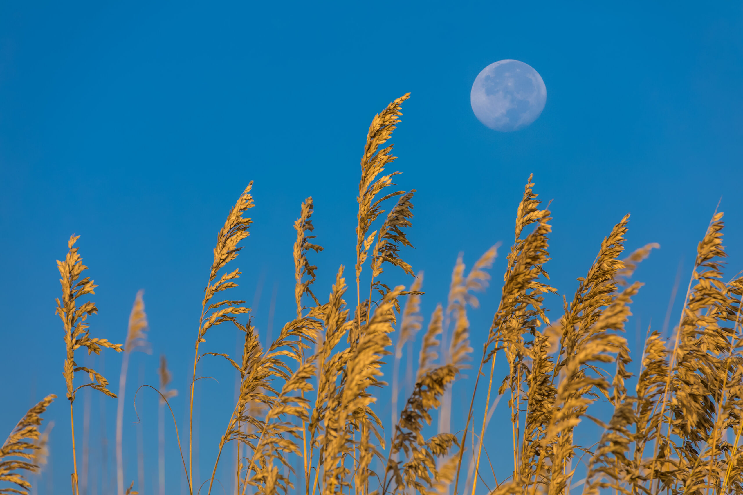 full moon rises above tall grasses under a clear blue sky