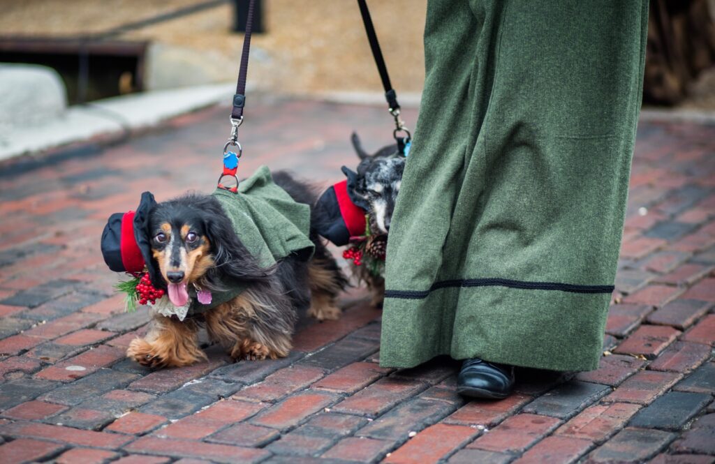 Parade of Paws